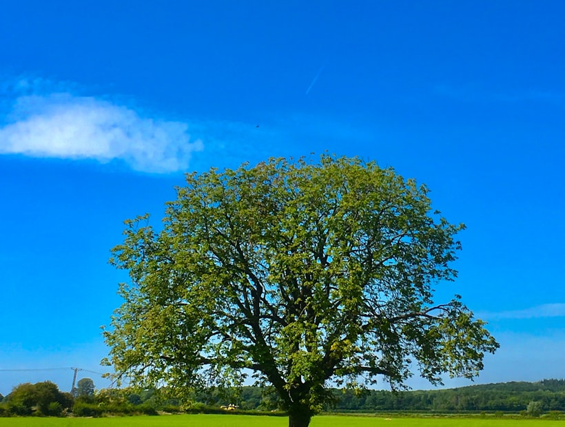 Erdbestattung – einzelner Baum auf einer Wiese