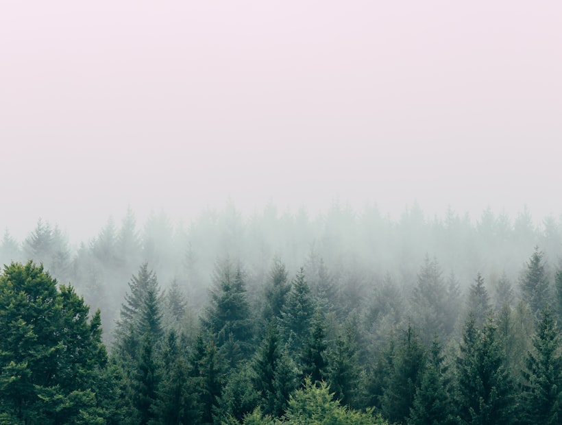 Naturbestattung – stiller Wald im Morgennebel