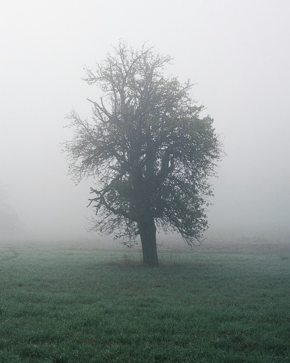 Ein einzelner Baum im Nebel – Sinnbild für Beständigkeit und Vorsorge